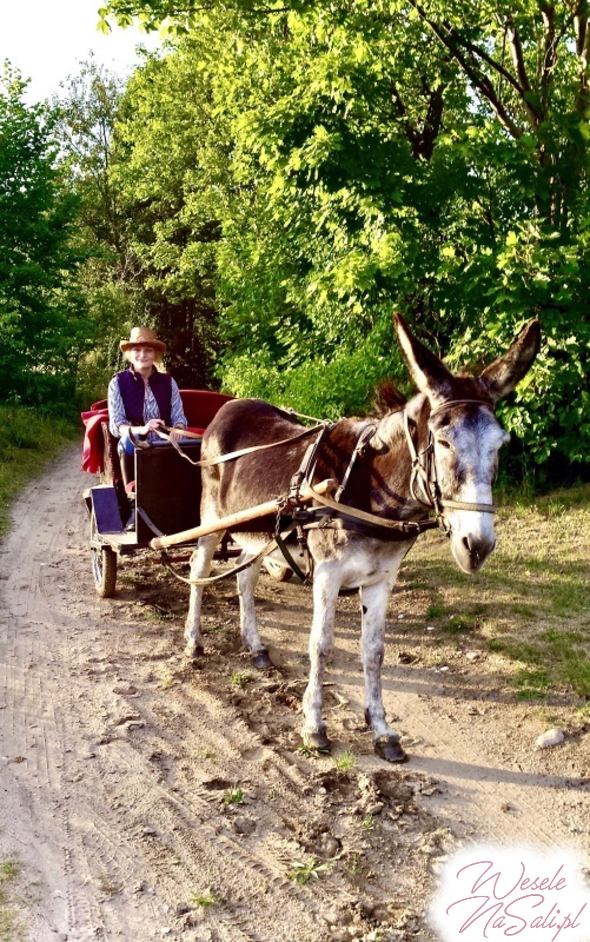 ogród/taras